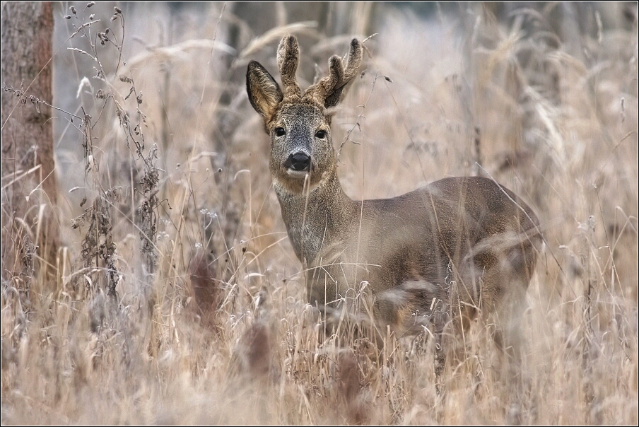 Srnec obecný  ( Capreolus  capreolus )