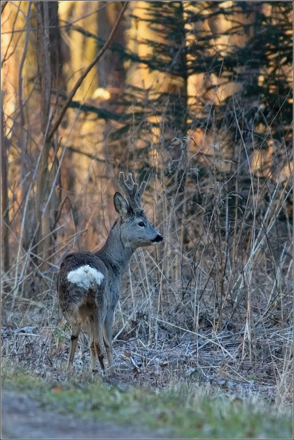 Srnec obecný  ( Capreolus  capreolus )