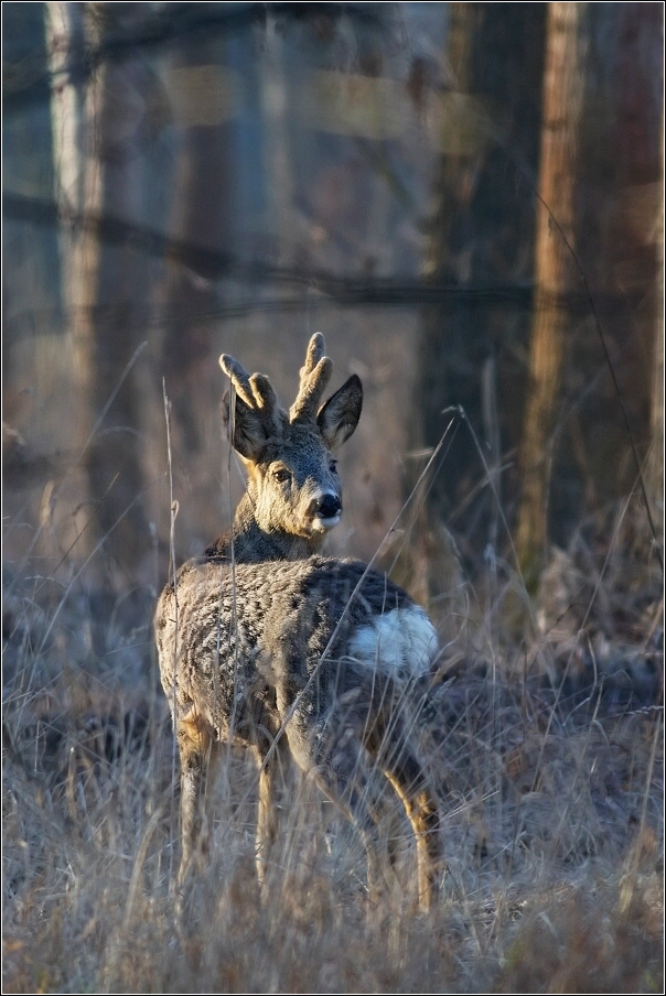 Srnec obecný  ( Capreolus  capreolus )