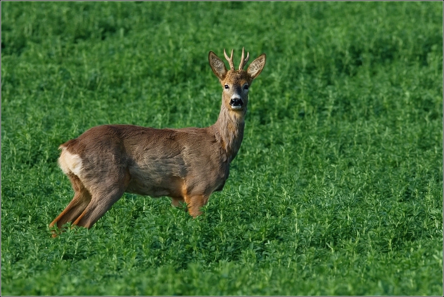 Srnec obecný  ( Capreolus  capreolus )