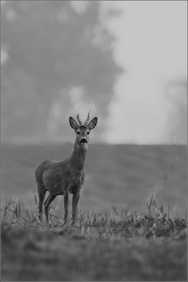 Srnec obecný  ( Capreolus  capreolus )