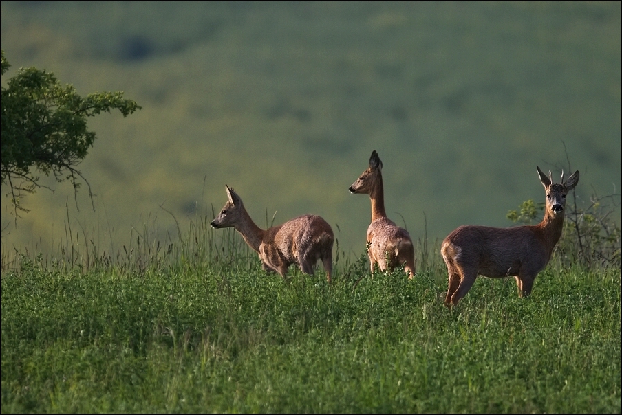 Srnec obecný  ( Capreolus  capreolus )