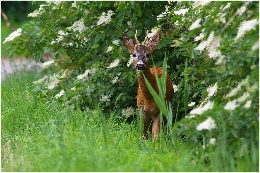 Srnec obecný  ( Capreolus  capreolus )