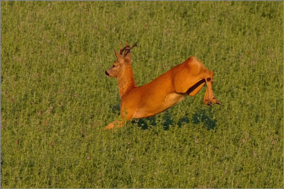 Srnec obecný  ( Capreolus  capreolus )