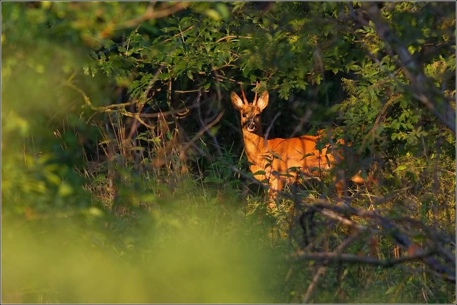 Srnec obecný  ( Capreolus  capreolus )