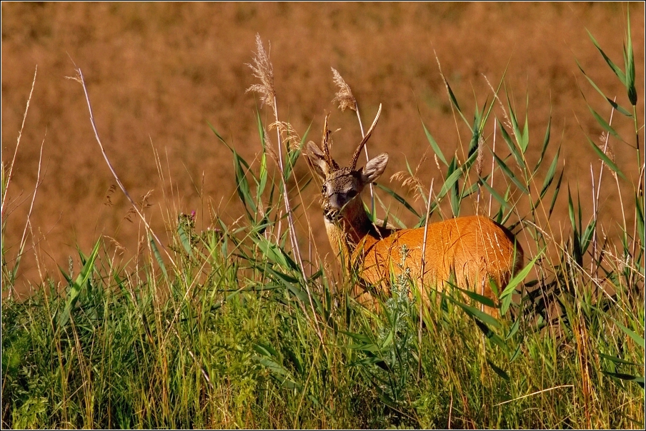 Srnec obecný  ( Capreolus  capreolus )