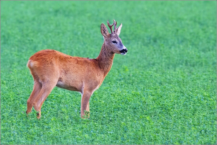 Srnec obecný  ( Capreolus  capreolus )