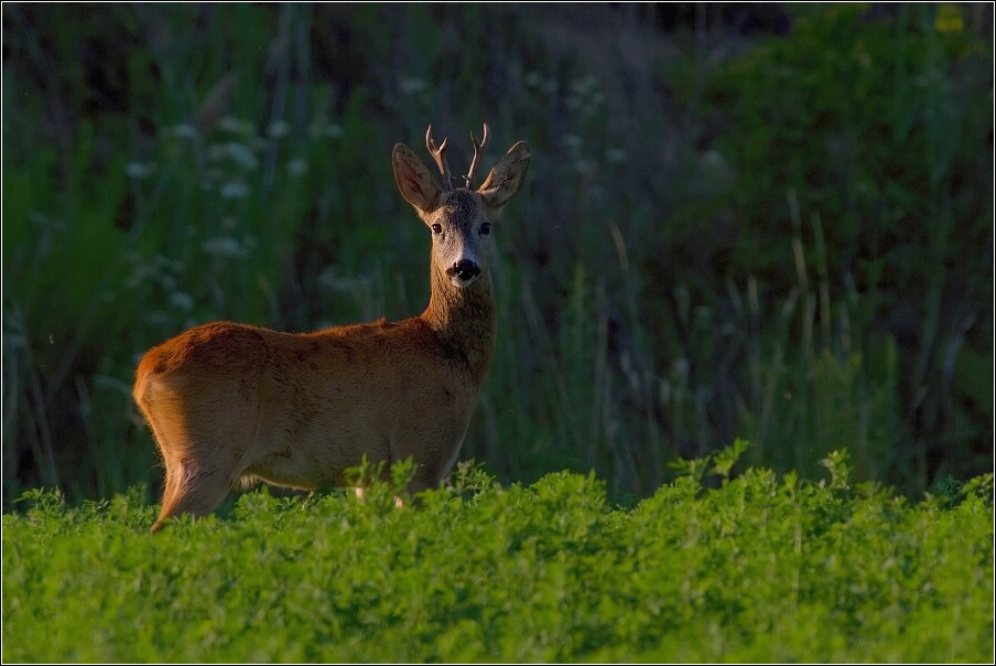 Srnec obecný  ( Capreolus  capreolus )