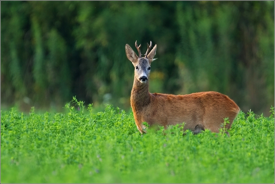 Srnec obecný  ( Capreolus  capreolus )