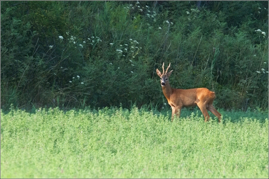 Srnec obecný  ( Capreolus  capreolus )