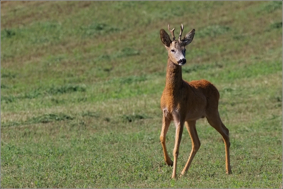 Srnec obecný  ( Capreolus  capreolus )