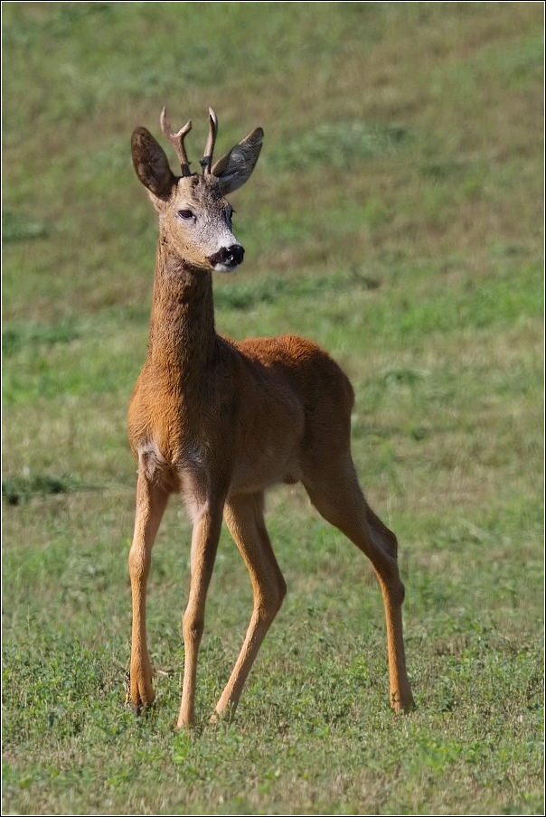 Srnec obecný  ( Capreolus  capreolus )