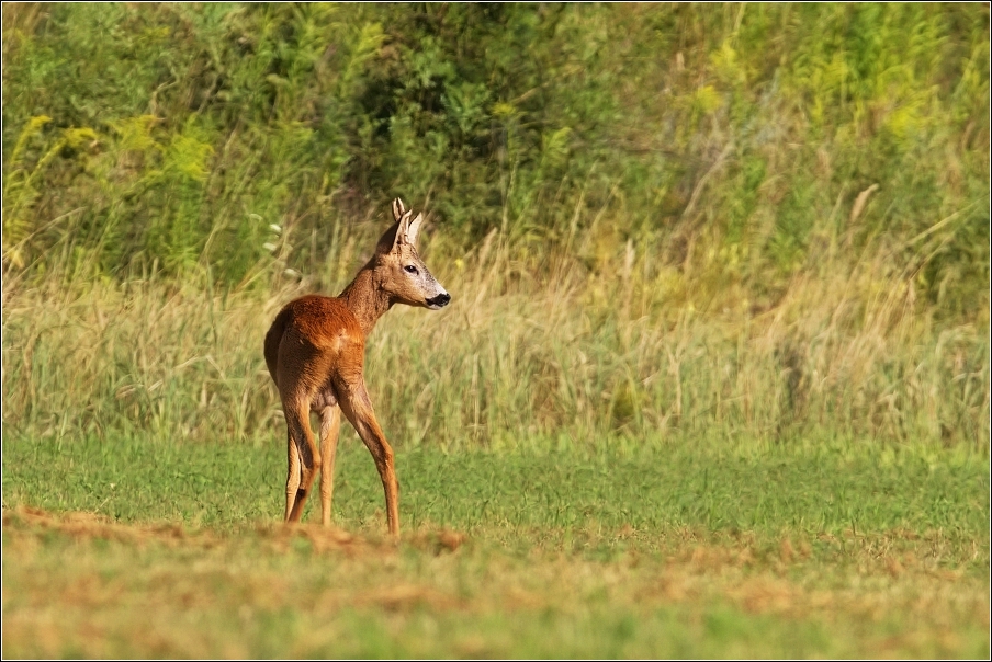 Srnec obecný  ( Capreolus  capreolus )