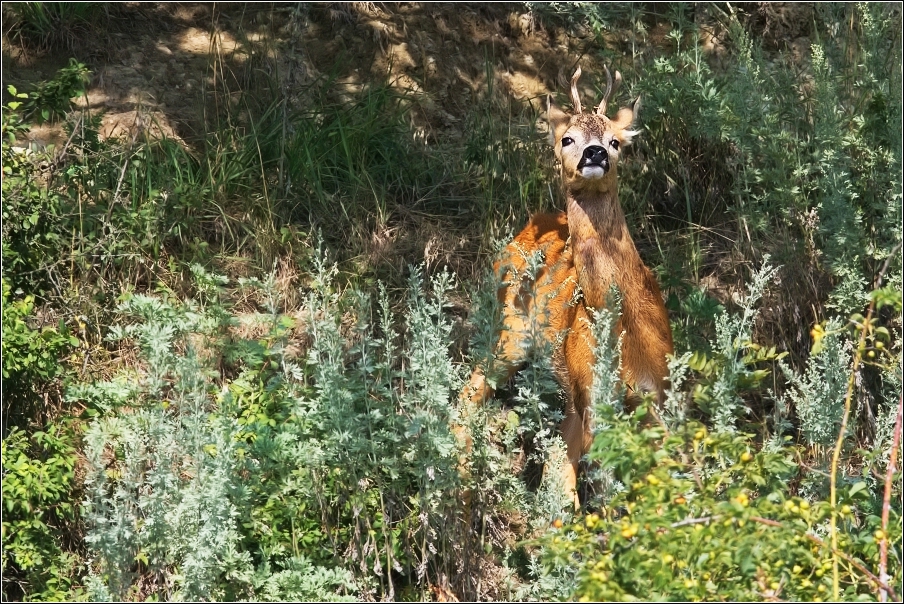 Srnec obecný  ( Capreolus  capreolus )