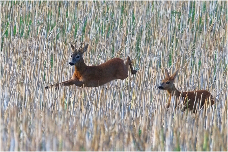 Srnec obecný  ( Capreolus  capreolus )