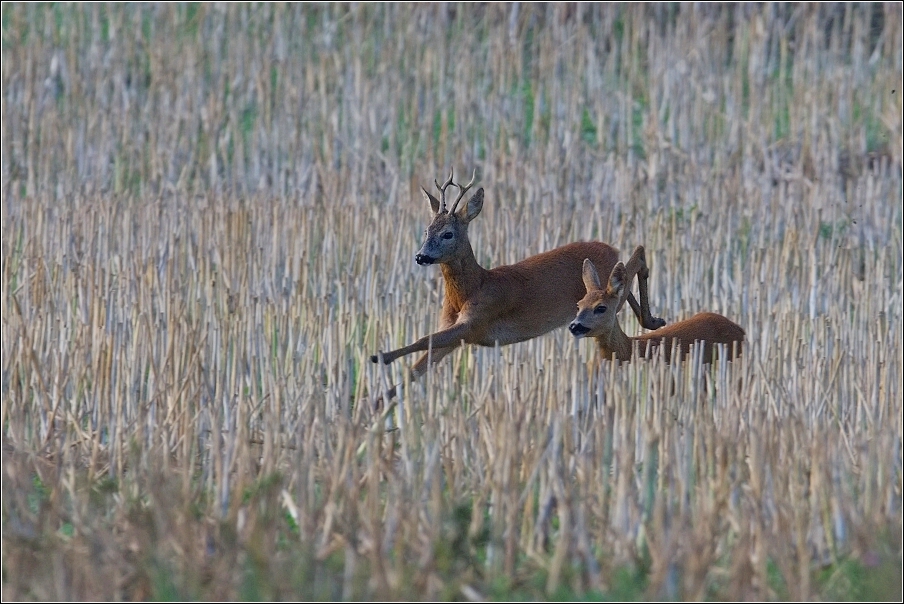 Srnec obecný  ( Capreolus  capreolus )