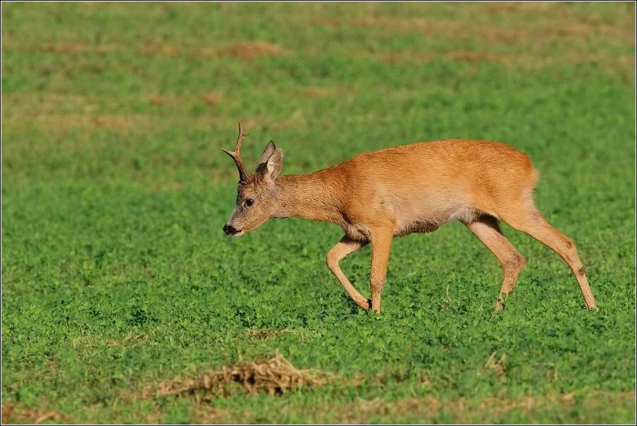 Srnec obecný  ( Capreolus  capreolus )