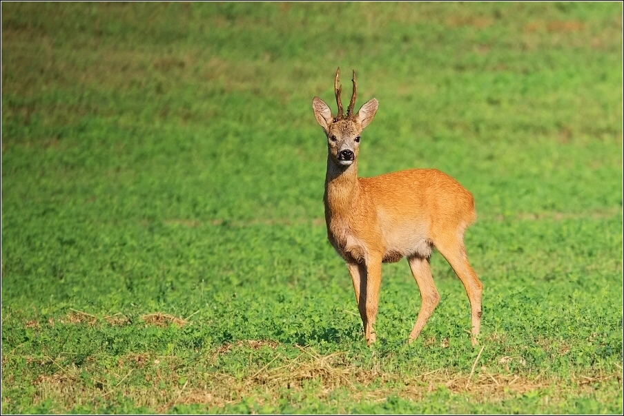 Srnec obecný  ( Capreolus  capreolus )