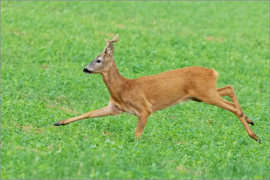 Srnec obecný  ( Capreolus  capreolus )