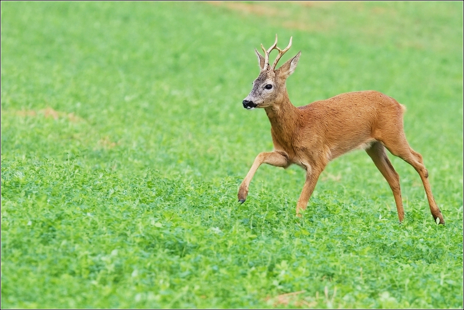 Srnec obecný  ( Capreolus  capreolus )