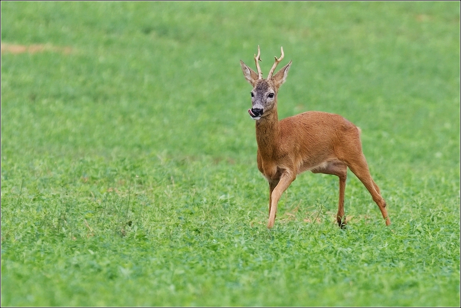 Srnec obecný  ( Capreolus  capreolus )