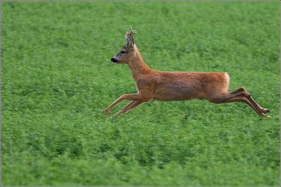 Srnec obecný  ( Capreolus  capreolus )