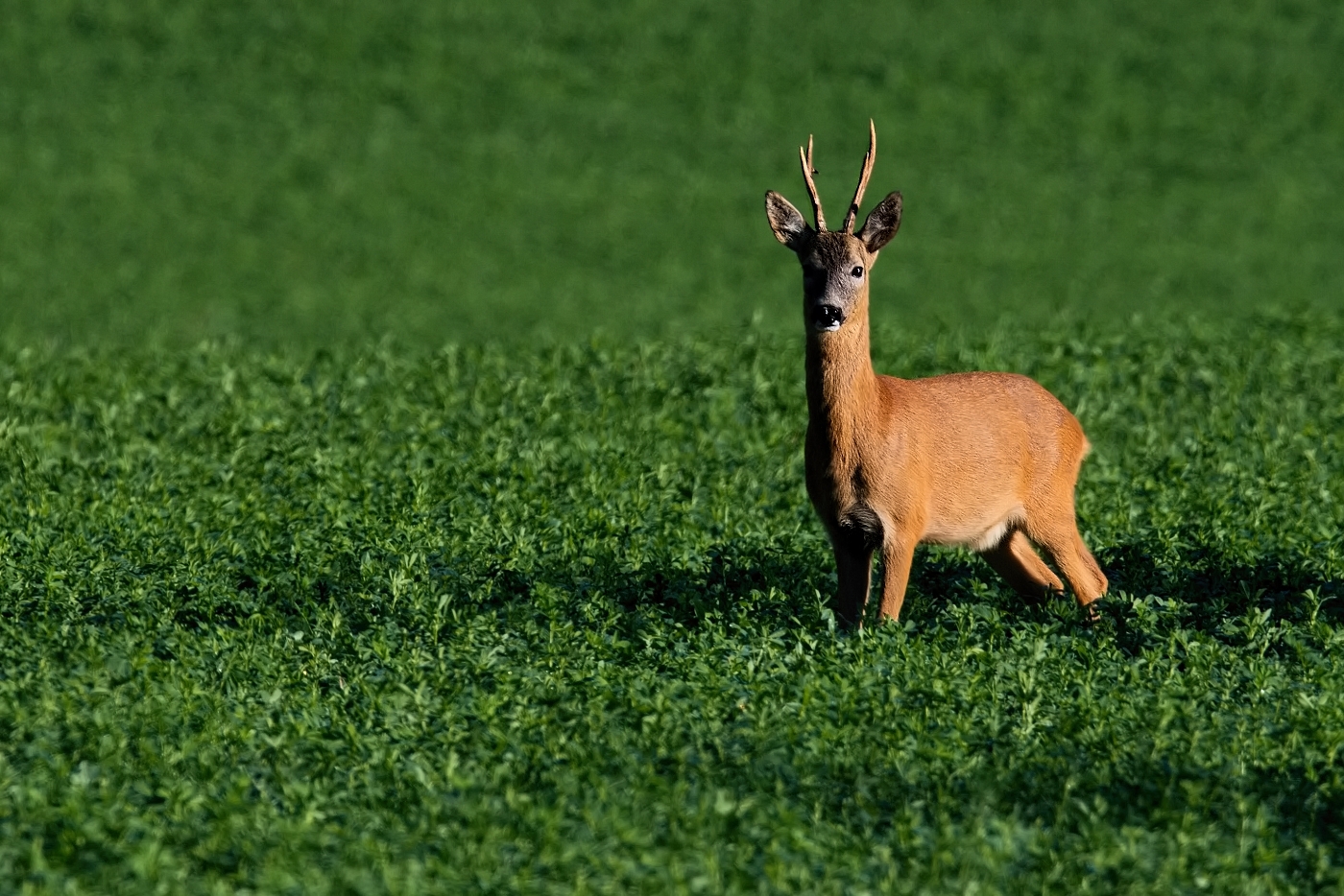Srnec obecný  ( Capreolus  capreolus )