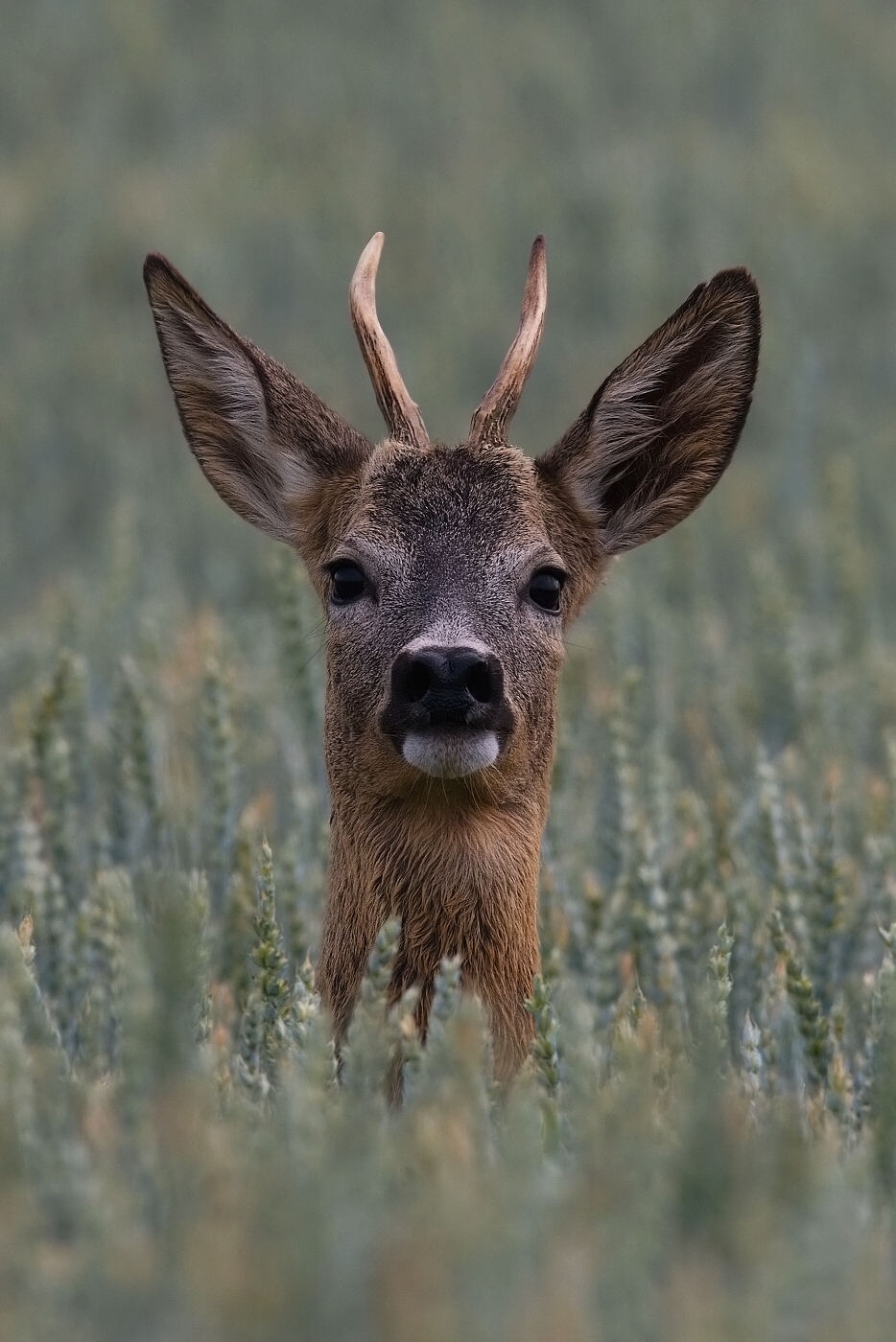 Srnec obecný  ( Capreolus  capreolus )