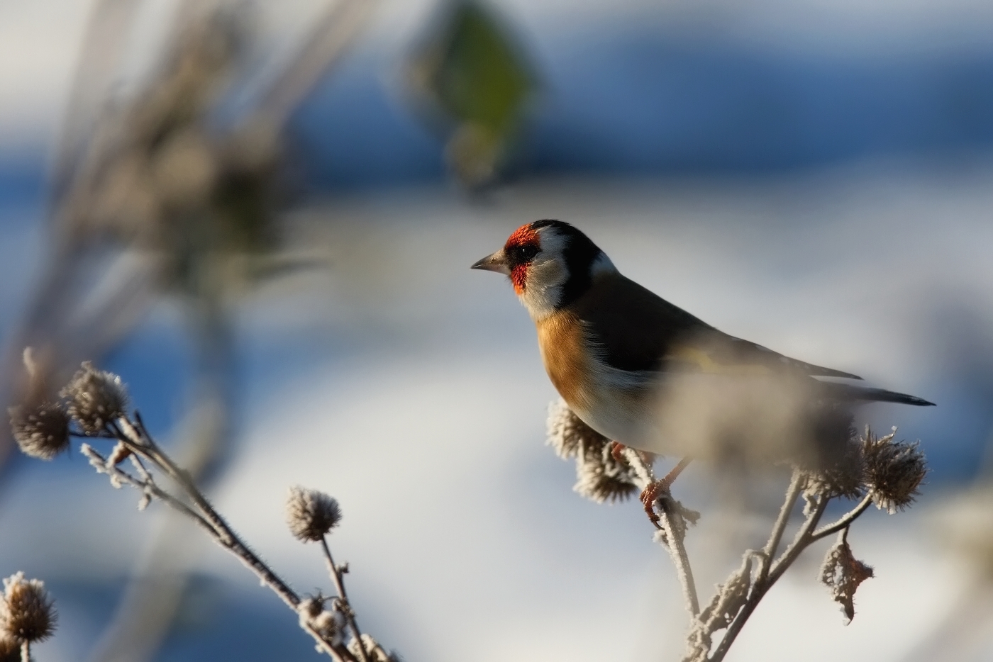 Stehlík obecný  ( Carduelis carduelis )