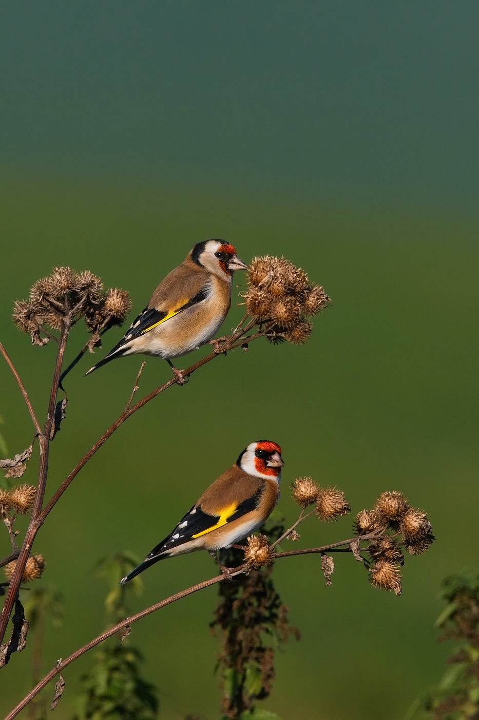 Stehlík obecný  ( Carduelis carduelis )