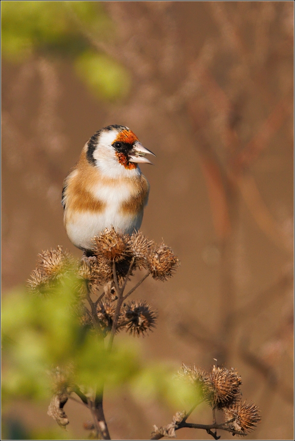 Stehlík obecný  ( Carduelis carduelis )