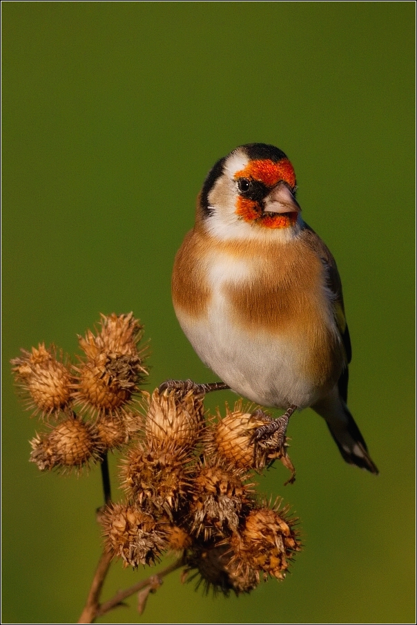 Stehlík obecný  ( Carduelis carduelis )