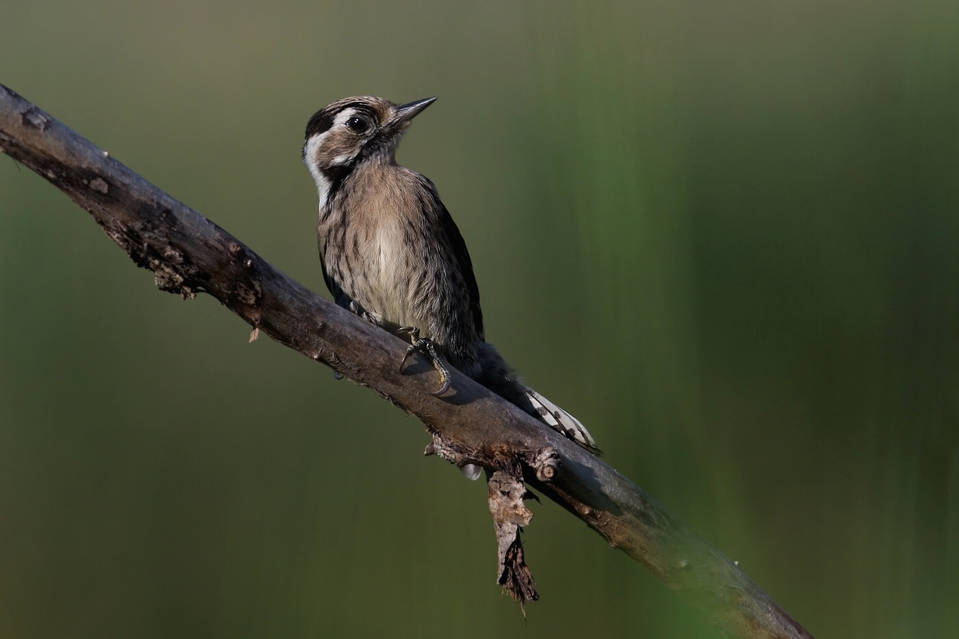 Strakapoud malý  ( Dendrocopos minor )