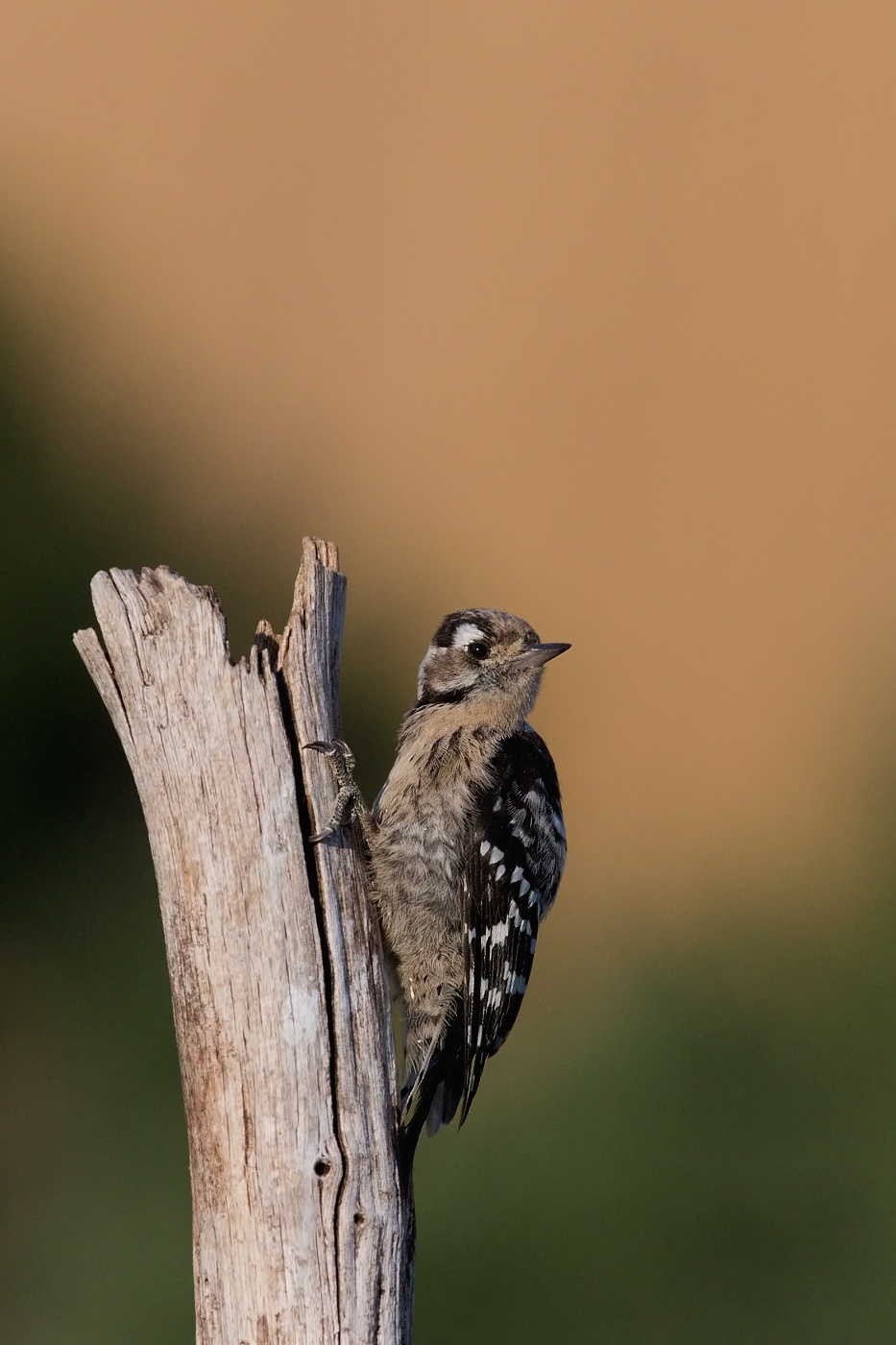 Strakapoud malý  ( Dendrocopos minor )