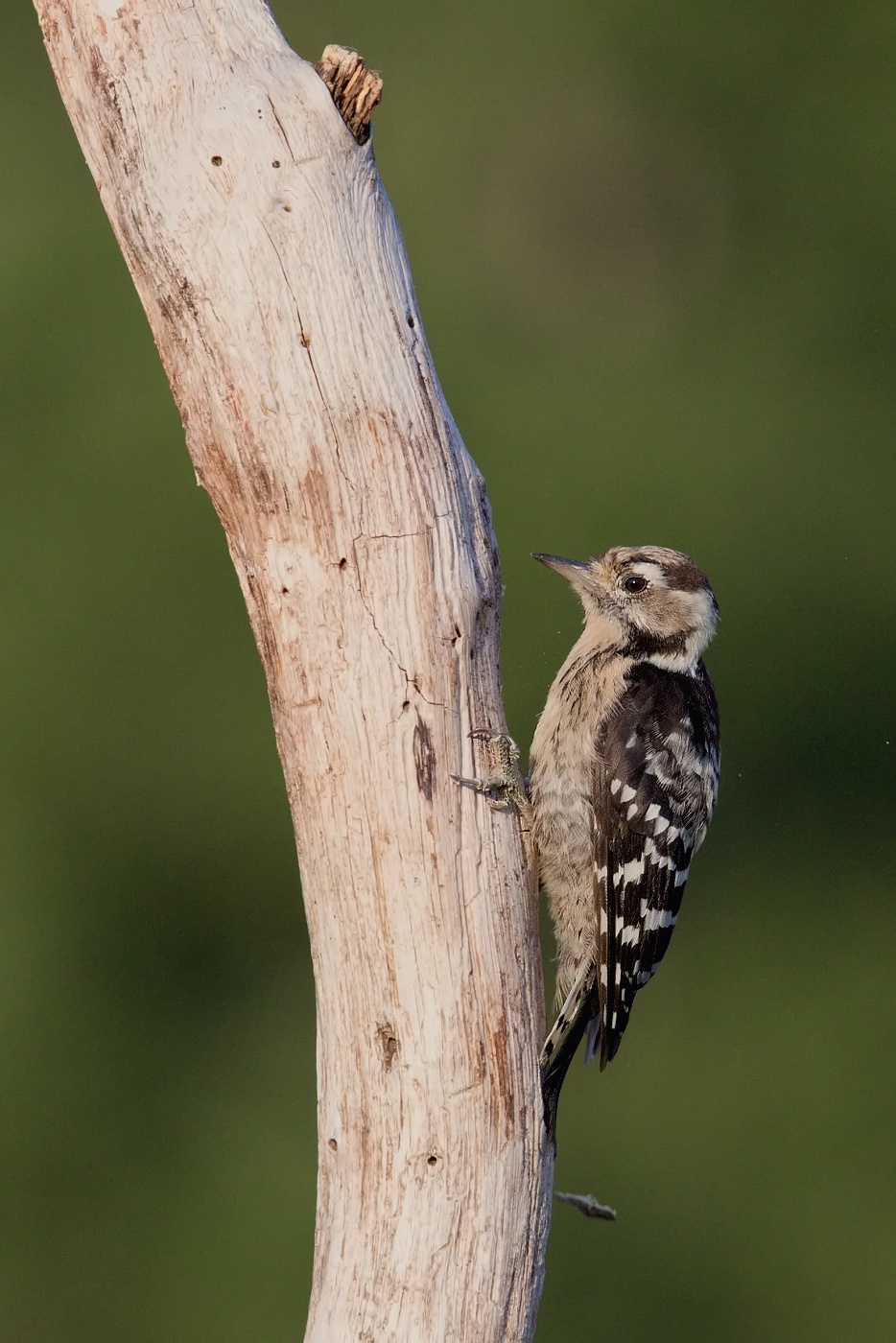 Strakapoud malý  ( Dendrocopos minor )