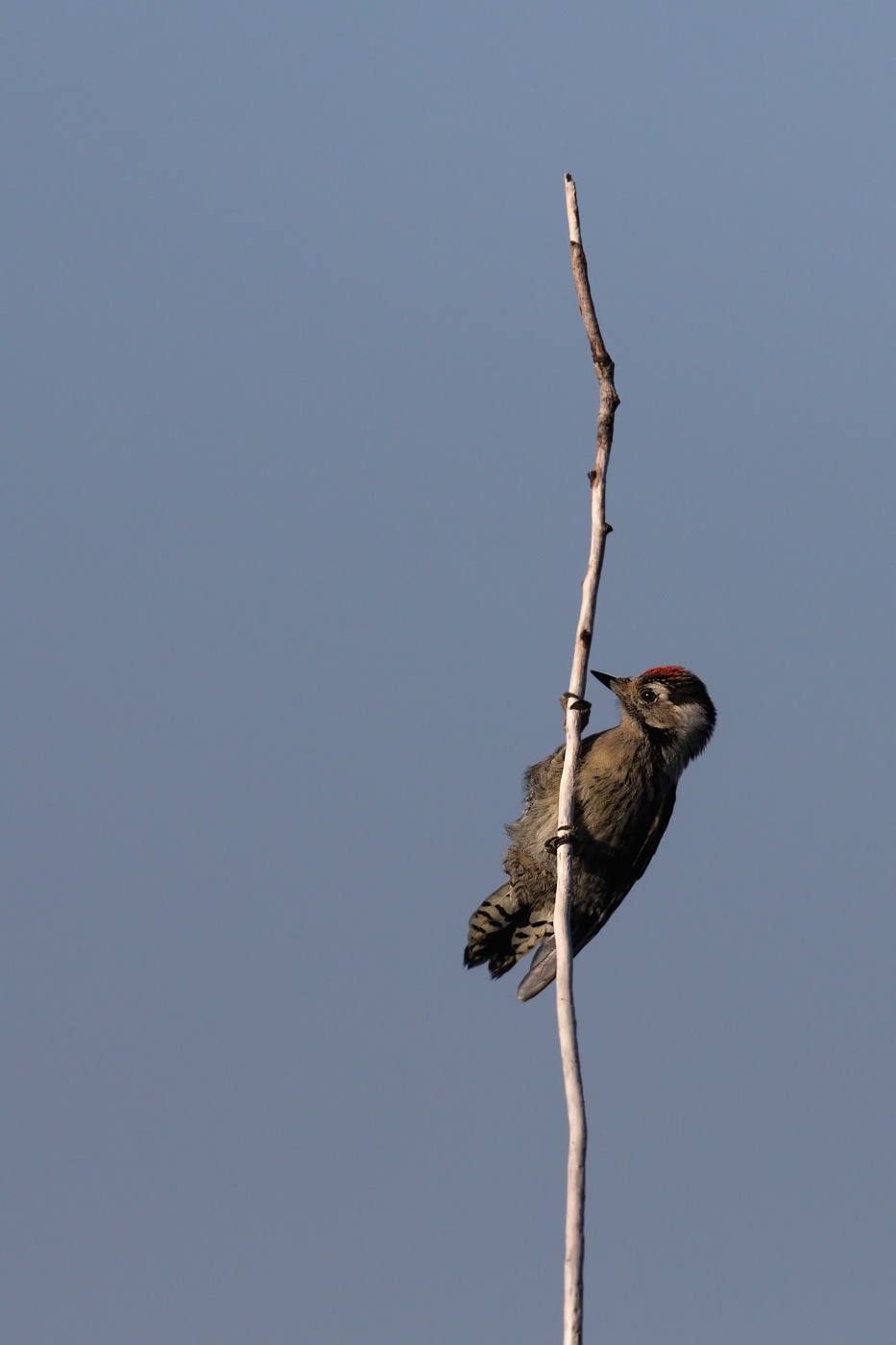 Strakapoud malý  ( Dendrocopos minor )