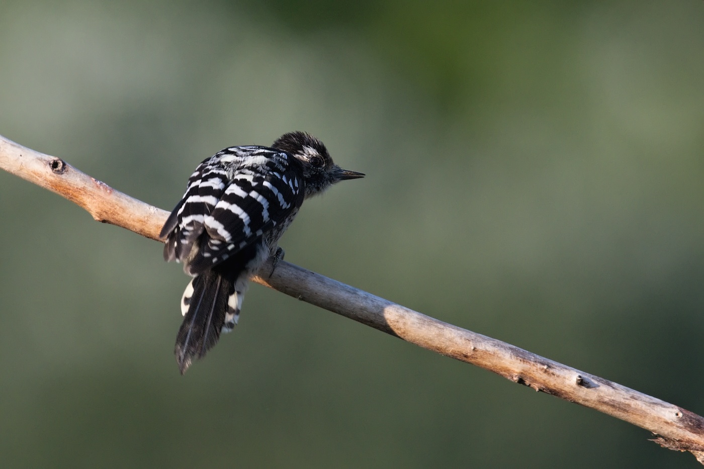 Strakapoud malý  ( Dendrocopos minor )