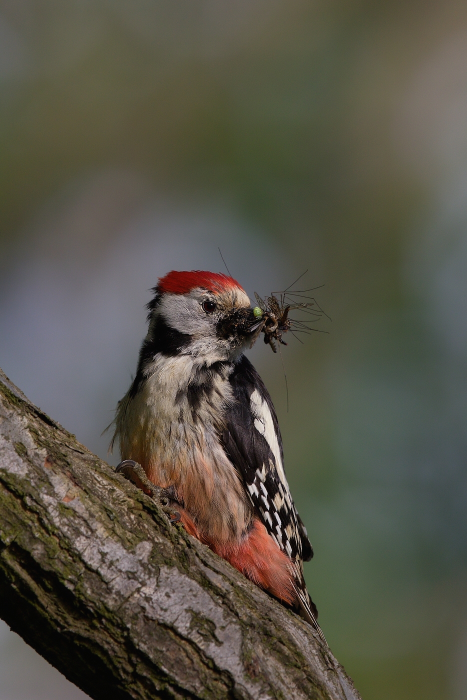 Strakapoud prostřední  ( Dendrocopos medius )