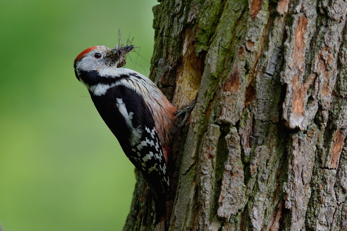 Strakapoud prostřední  ( Dendrocopos medius )