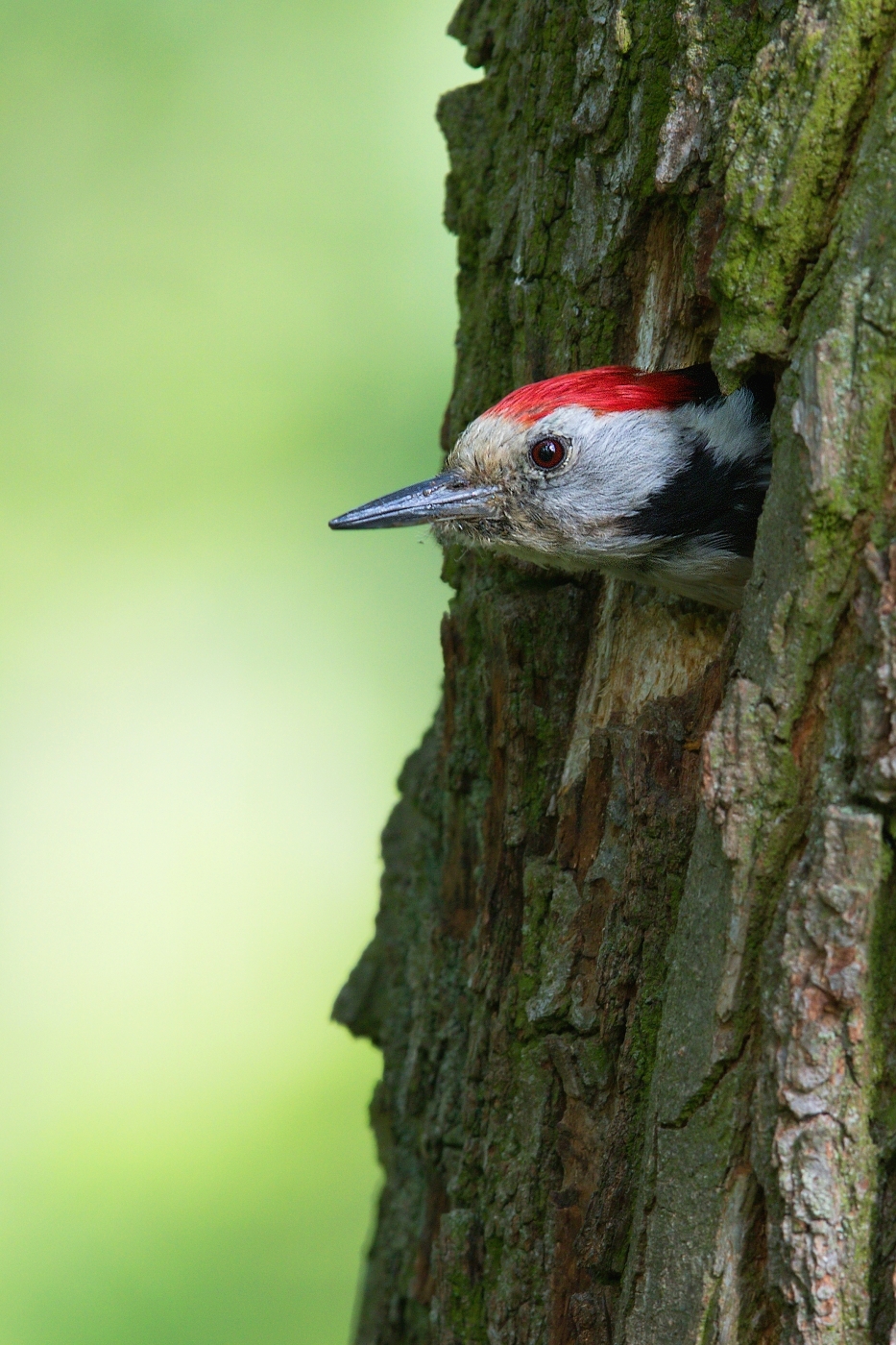 Strakapoud prostřední  ( Dendrocopos medius )