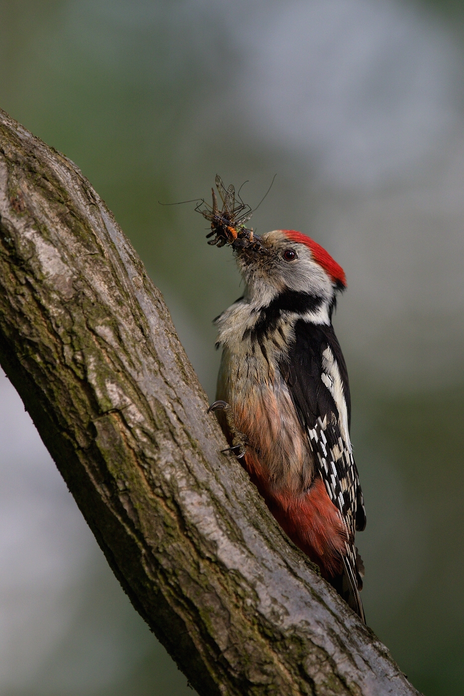 Strakapoud prostřední  ( Dendrocopos medius )