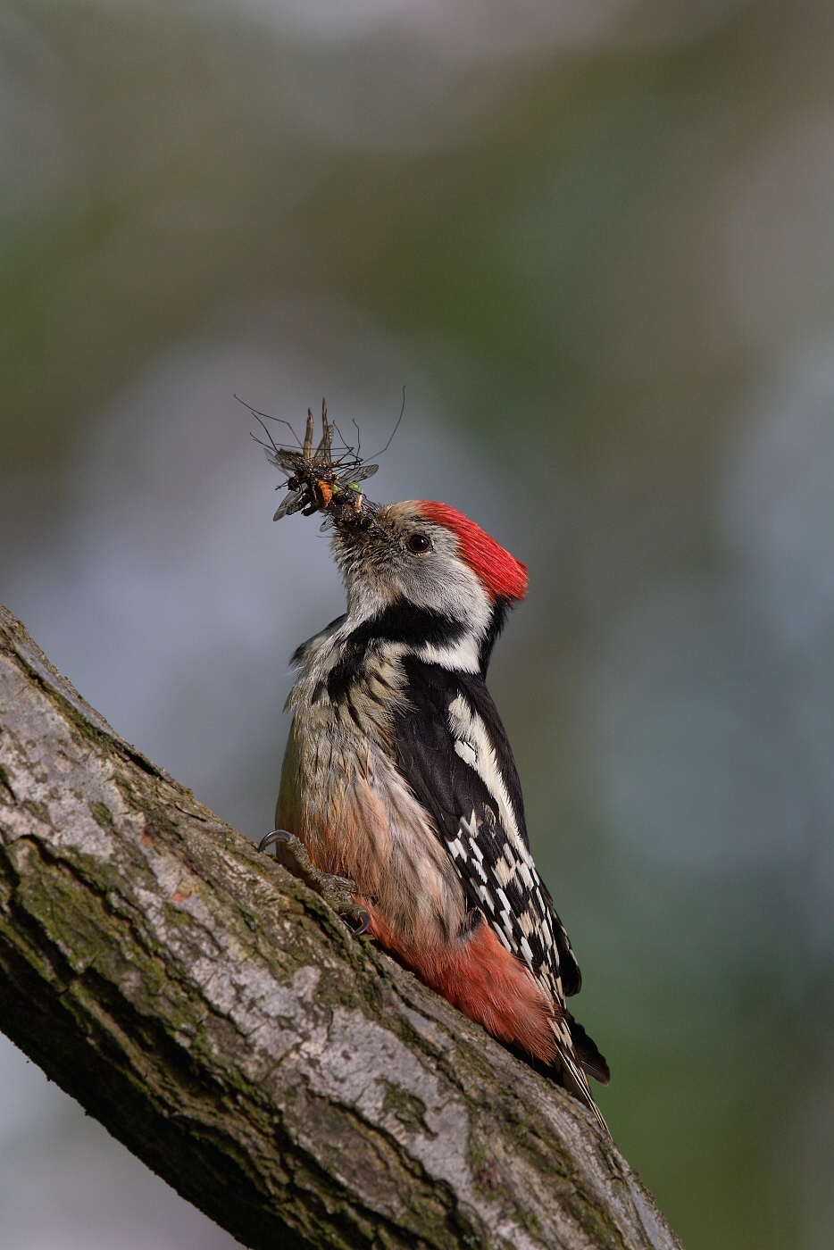 Strakapoud prostřední  ( Dendrocopos medius )