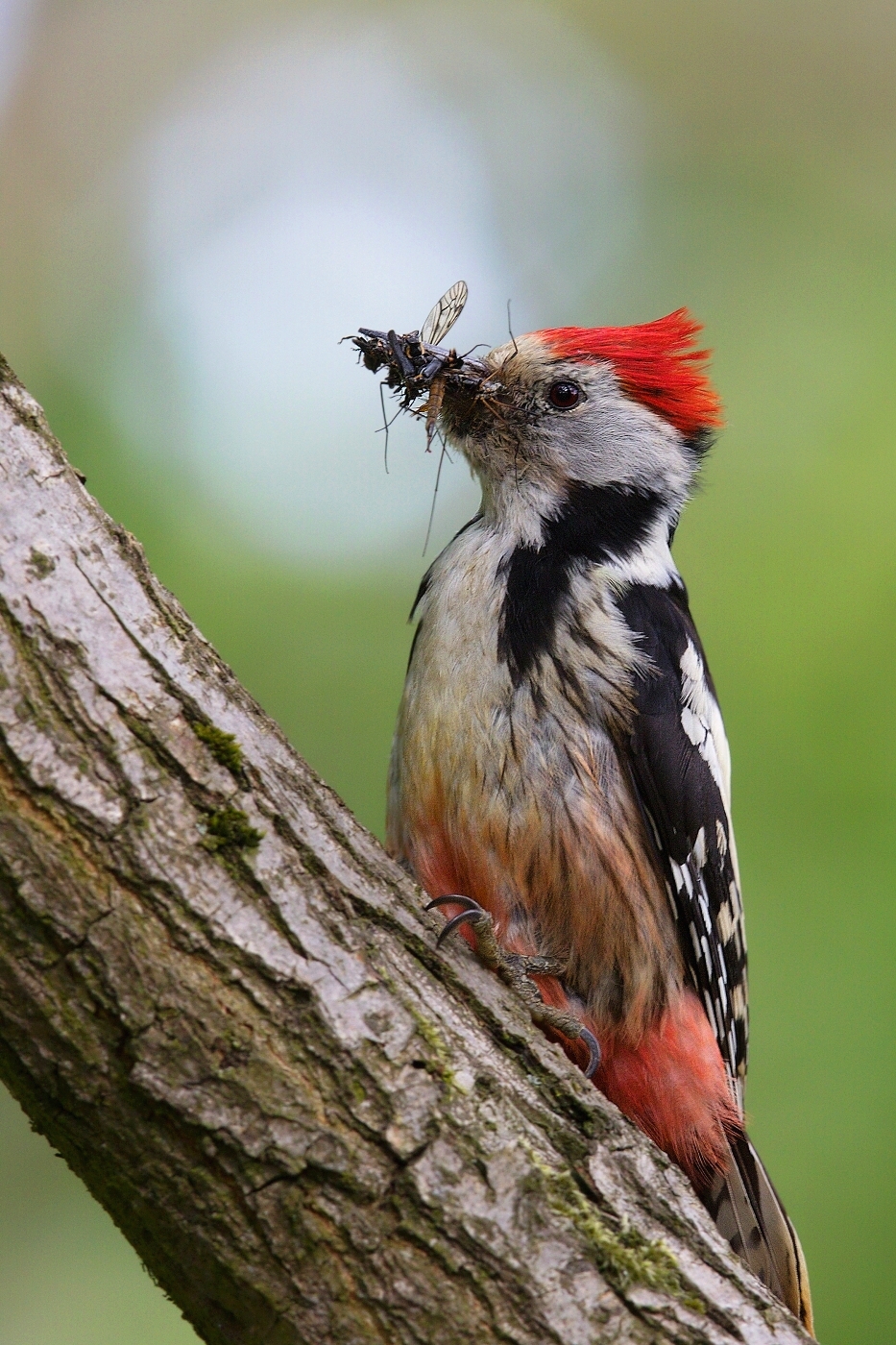 Strakapoud prostřední  ( Dendrocopos medius )