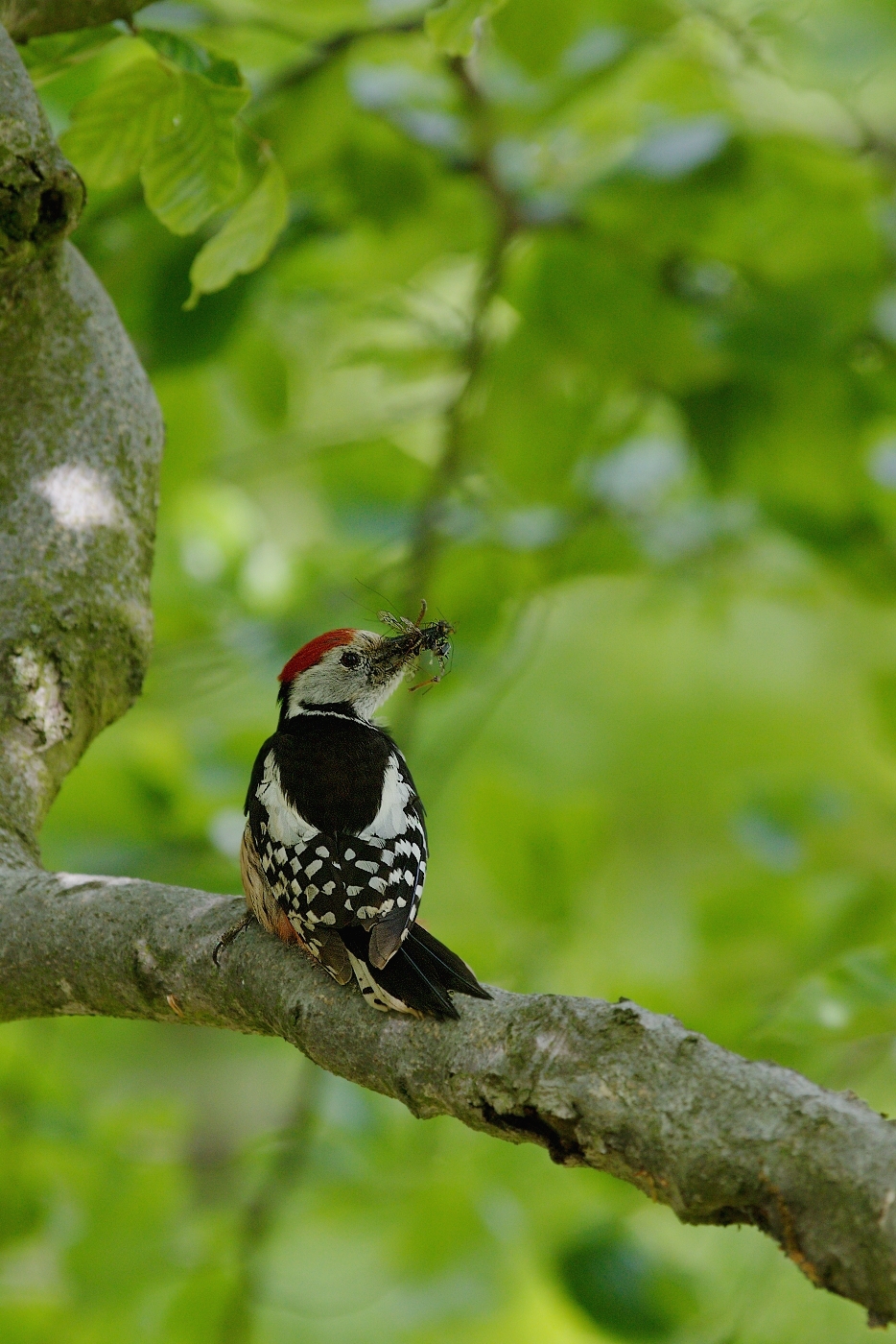 Strakapoud prostřední  ( Dendrocopos medius )