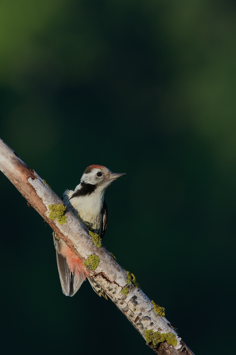 Strakapoud prostřední  ( Dendrocopos medius )