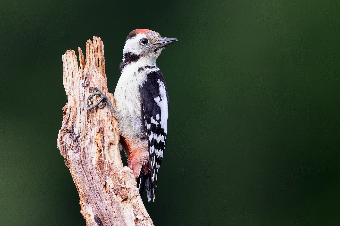 Strakapoud prostřední  (Dendrocopus medius )