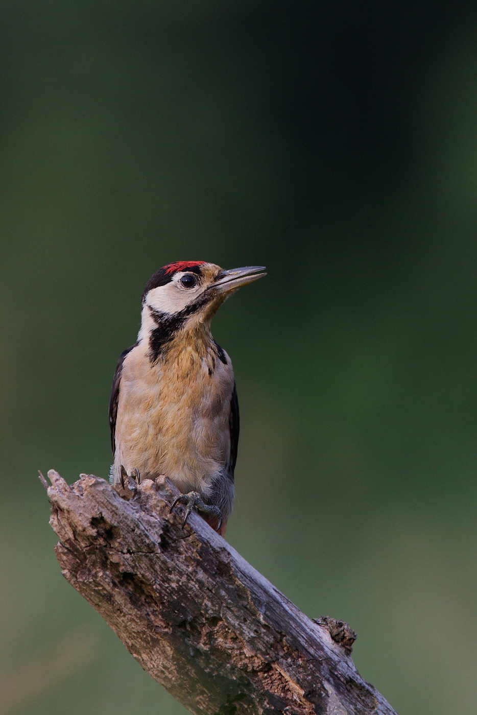 Strakapoud velký ( Dendrocopus major )