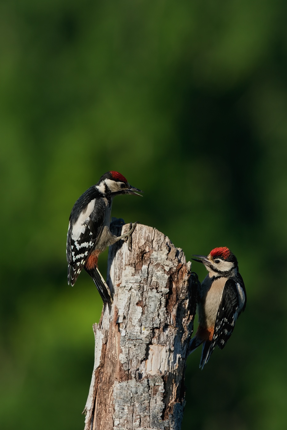 Strakapoud velký ( Dendrocopus major )