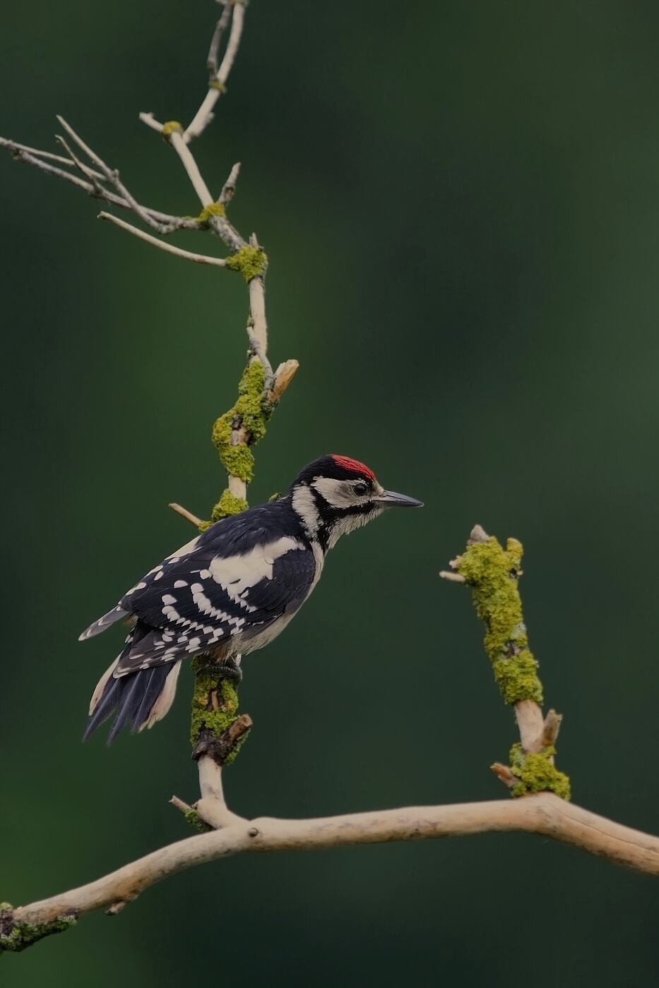 Strakapoud velký ( Dendrocopus major )