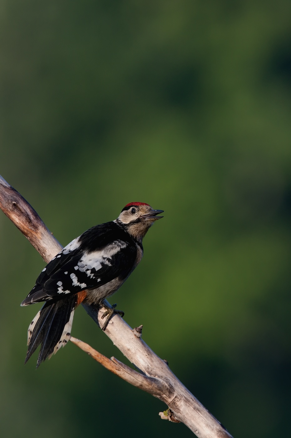 Strakapoud velký ( Dendrocopus major )